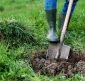 What Trees Can be Safely Planted Near a Septic Tank?