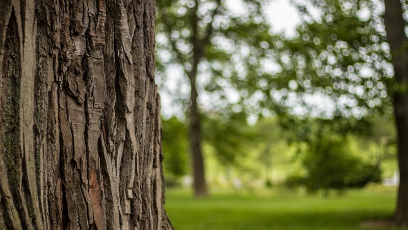 3 Tree Issues That Require Immediate Attention Getting rid of ants on or near your tree