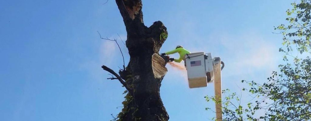 Tree Trimming Kansas City Tree Removal & Pruning Tree Care Service